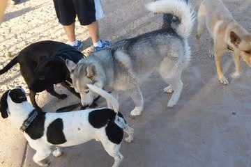 North Sixth Avenue Dog Park